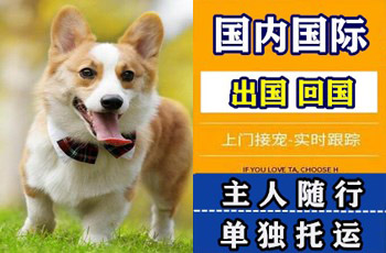 萍乡市宠物托运公司萍乡市宠物托运公司萍乡市宠物托运公司