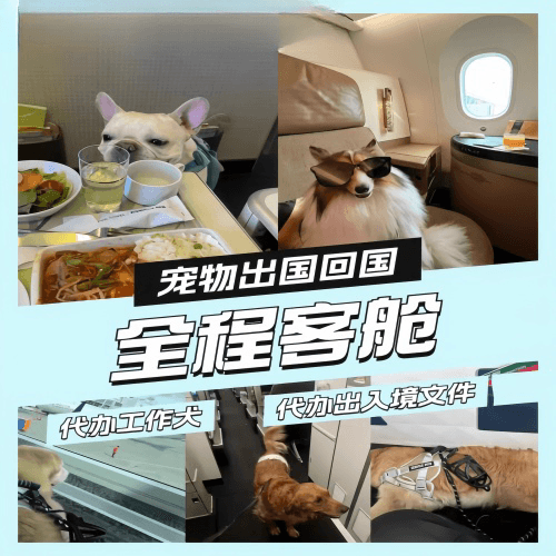 萍乡市宠物托运到白俄罗斯宠物入境规定和要求